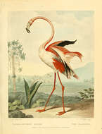 Imagem de Phoenicopterus ruber Linnaeus 1758