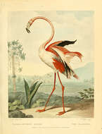 Image of American Flamingo