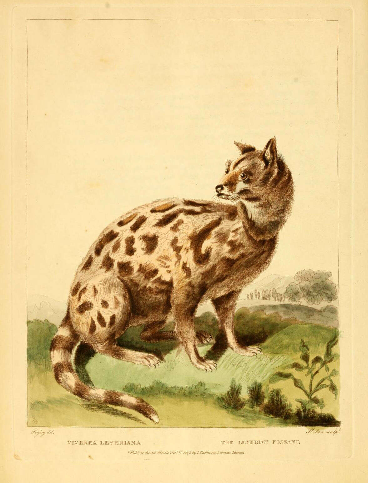 Image de Viverricula Hodgson 1838