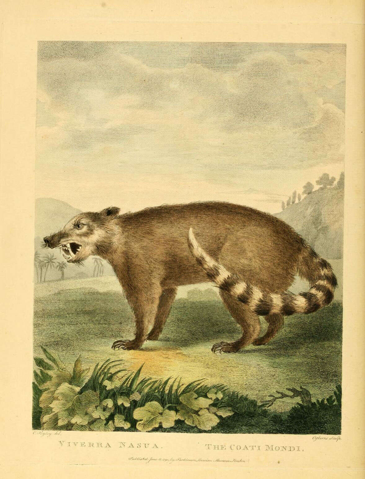 Image of South American Coati