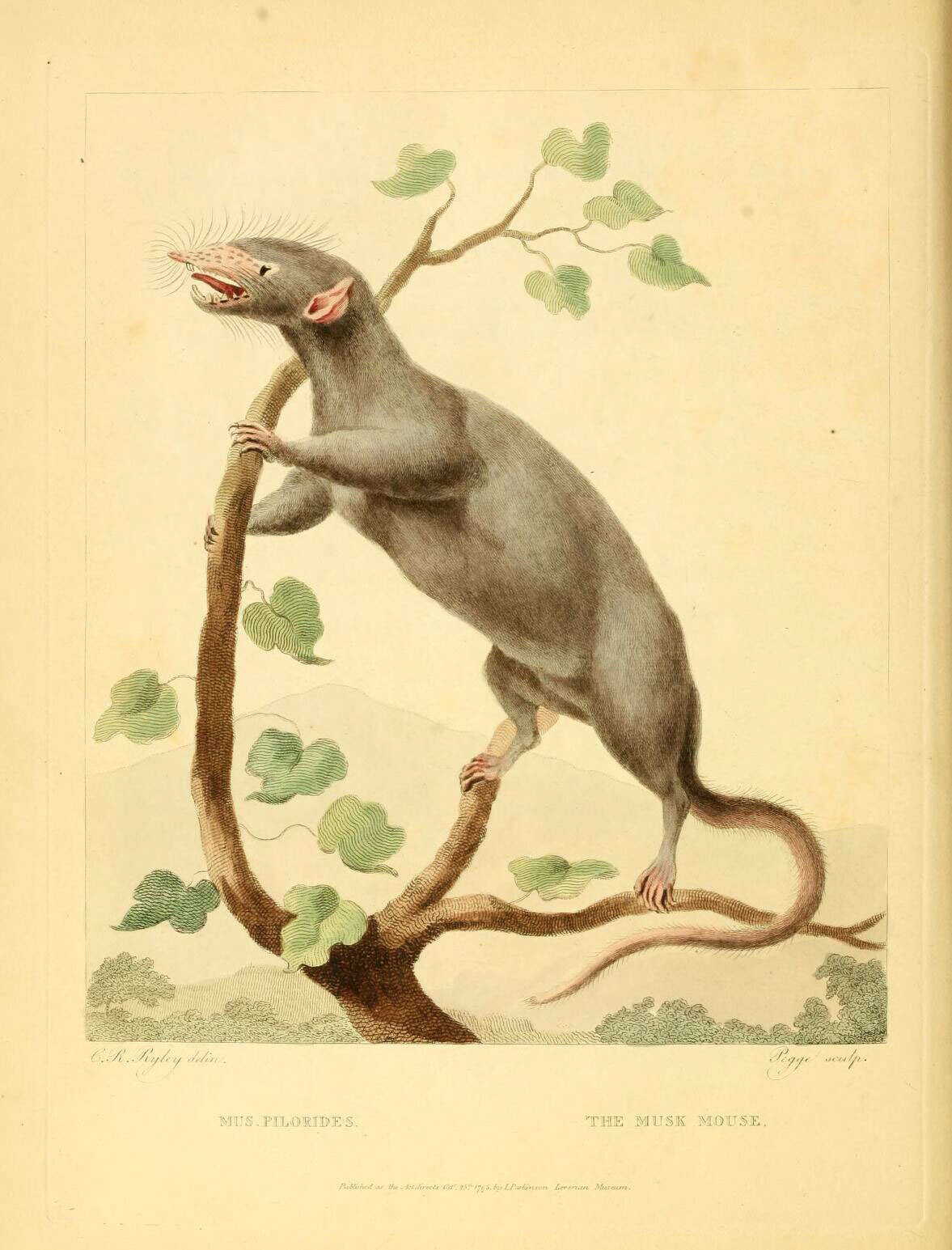 Image of Martinique Musk Rat