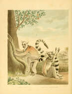صورة Lemur Linnaeus 1758