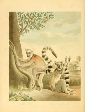 Lemur Linnaeus 1758 resmi