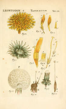 Image of Taraxacum campylodes Hagl.