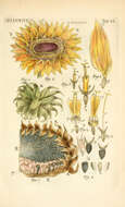 Image of common sunflower