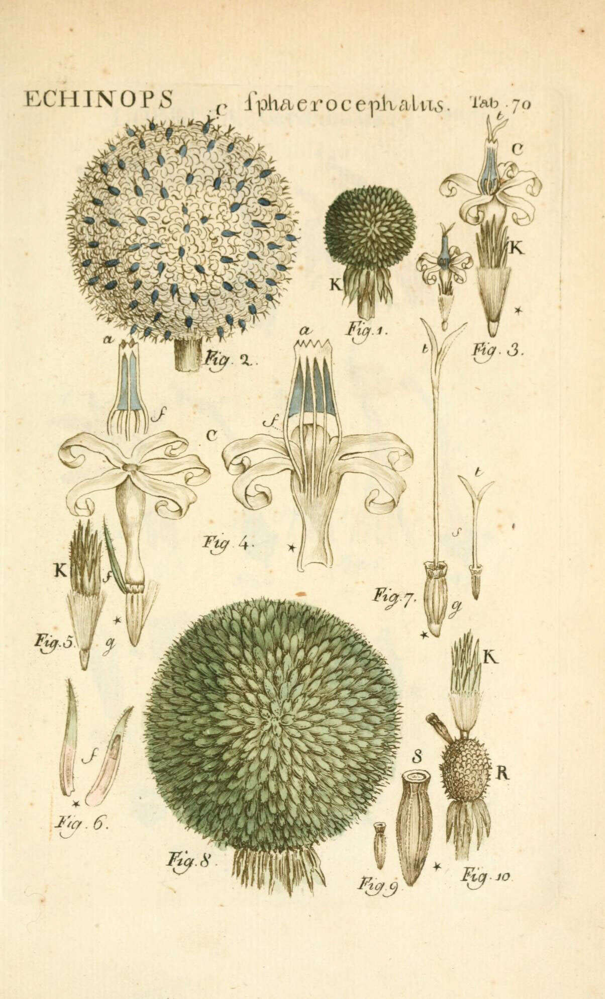 Echinops sphaerocephalus L. resmi