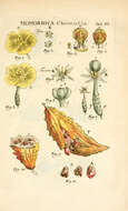 Image of balsampear