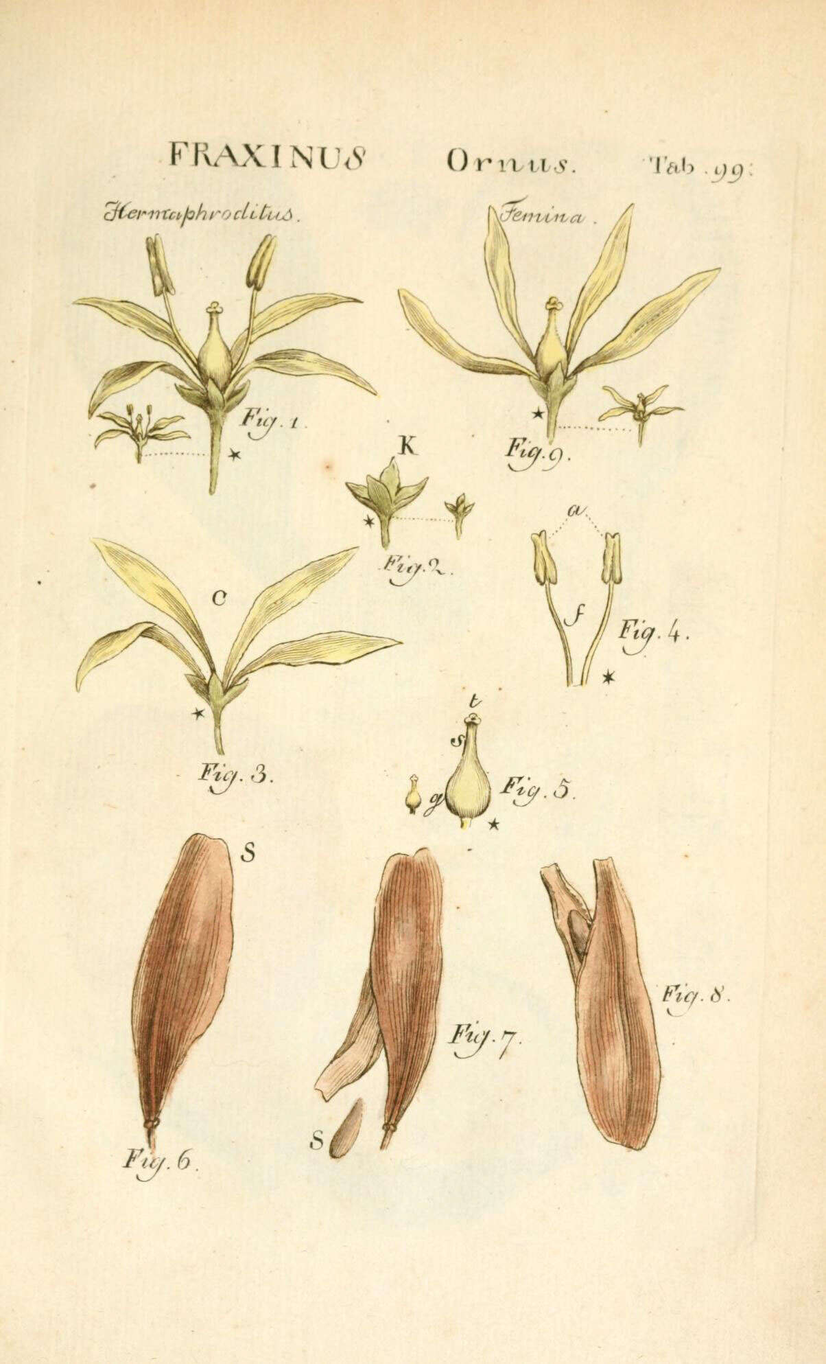 Plancia ëd Fraxinus ornus L.