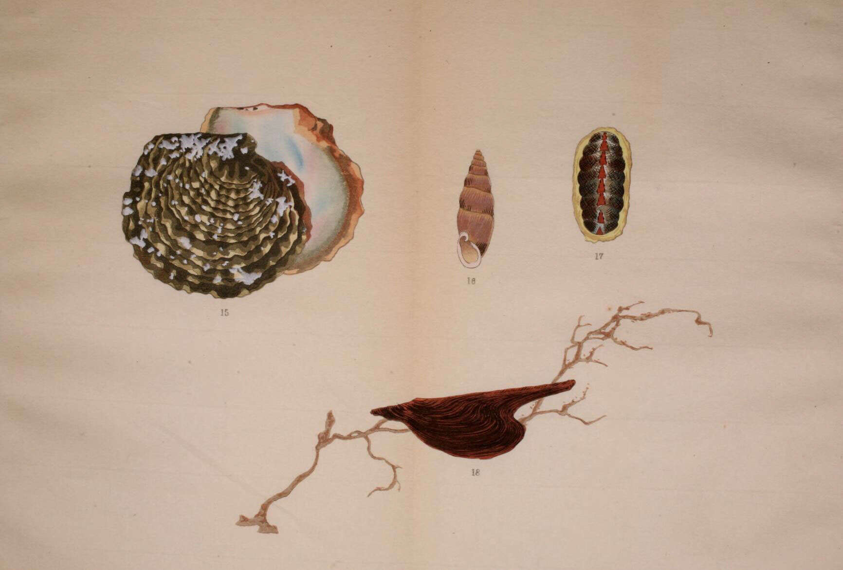 Image de Margaritidae Blainville 1824