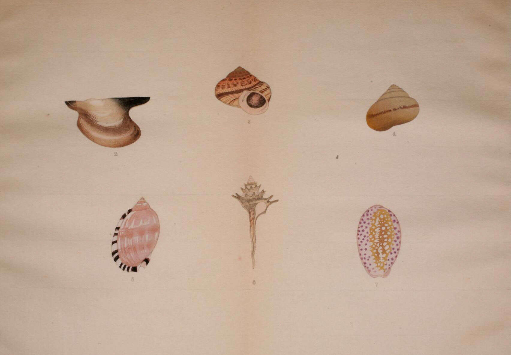 Plancia ëd Pteria gregata (Reeve 1857)