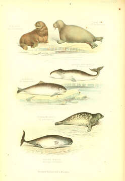 Image of walrus