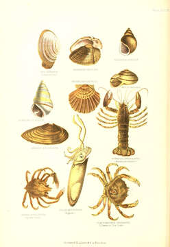 Imagem de Mya arenaria Linnaeus 1758