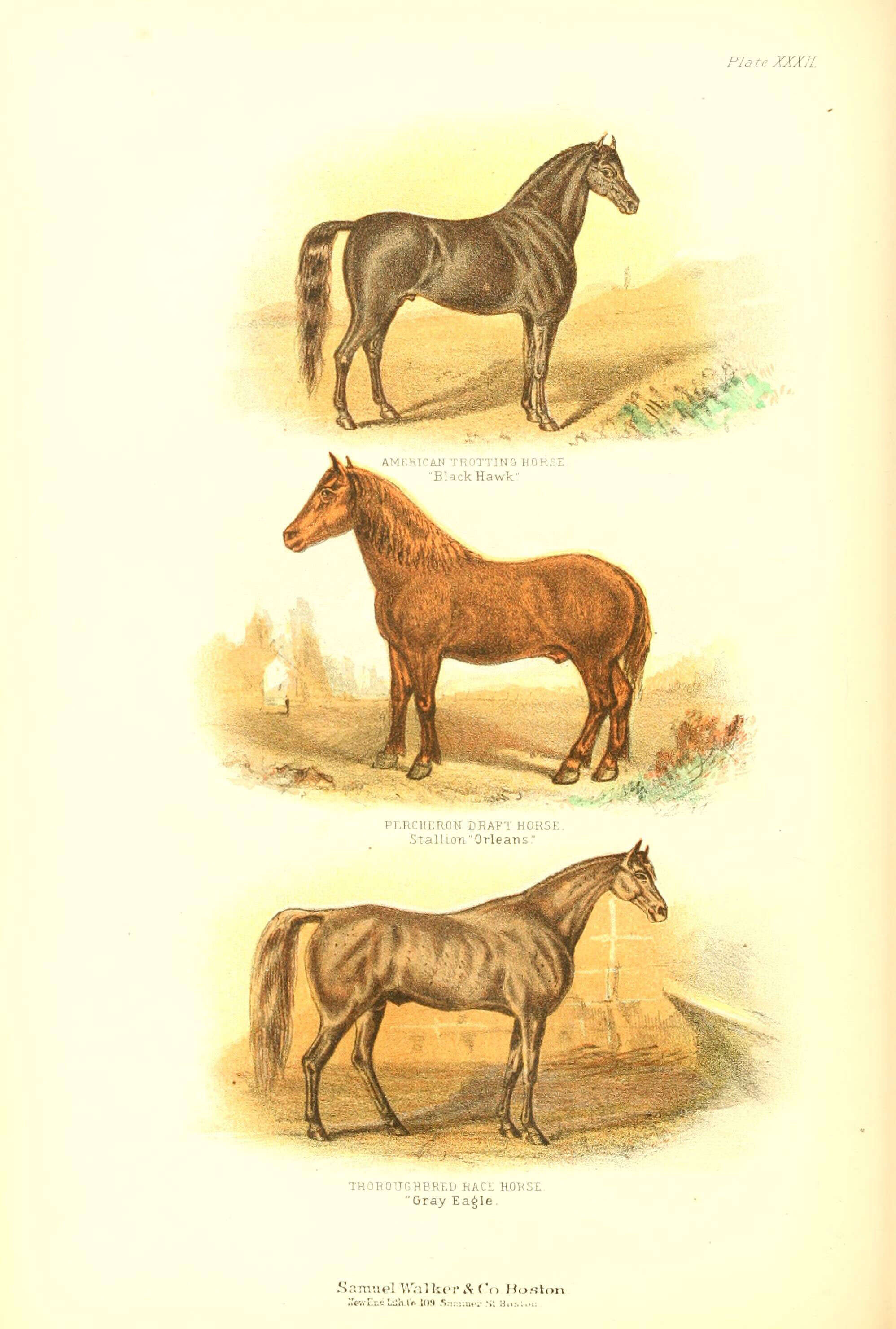 Image of Equus subgen. Equus Linnaeus 1758