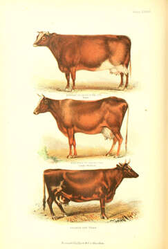 Bos taurus Linnaeus 1758的圖片