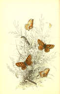 Image of glanville fritellary