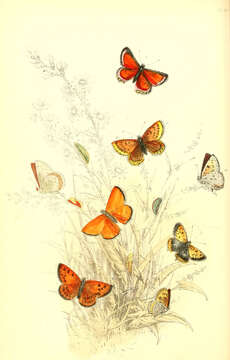 Image of Small Copper