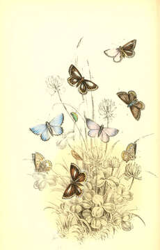 Image of common blue