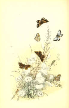 Imagem de Plebejus argus (Linnaeus 1758)