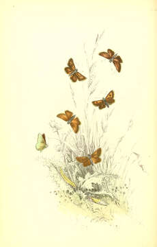 Image of lulworth skipper