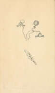 Sivun Vorticella lunaris Müller 1773 kuva