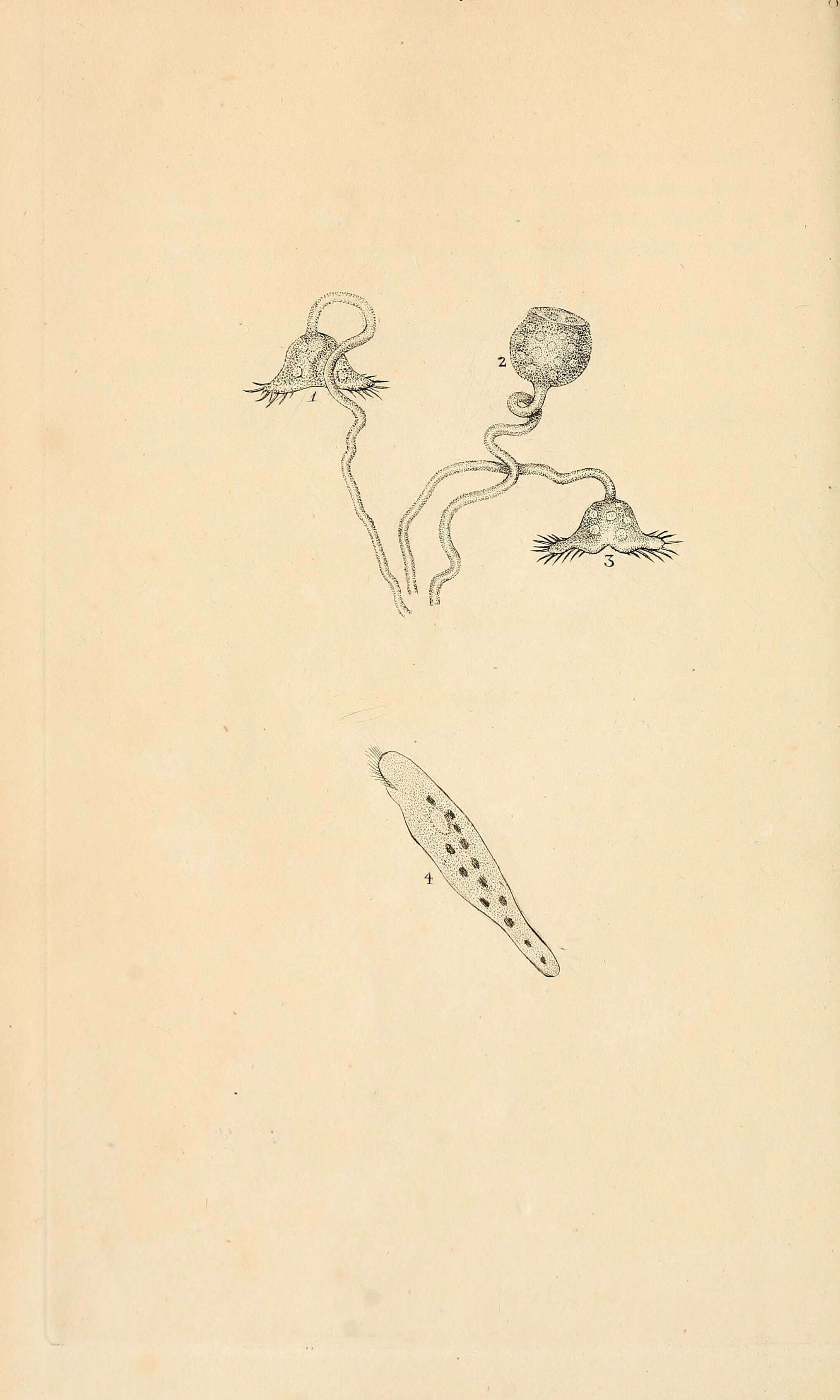 Vorticella lunaris Müller 1773的圖片