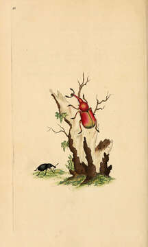 Image of Liparus germanus (Linnaeus & C. 1758)