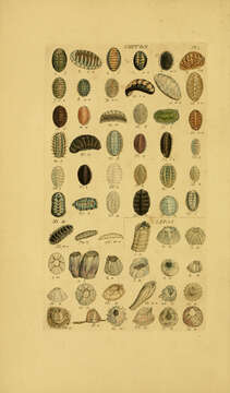 Image of scaly chiton