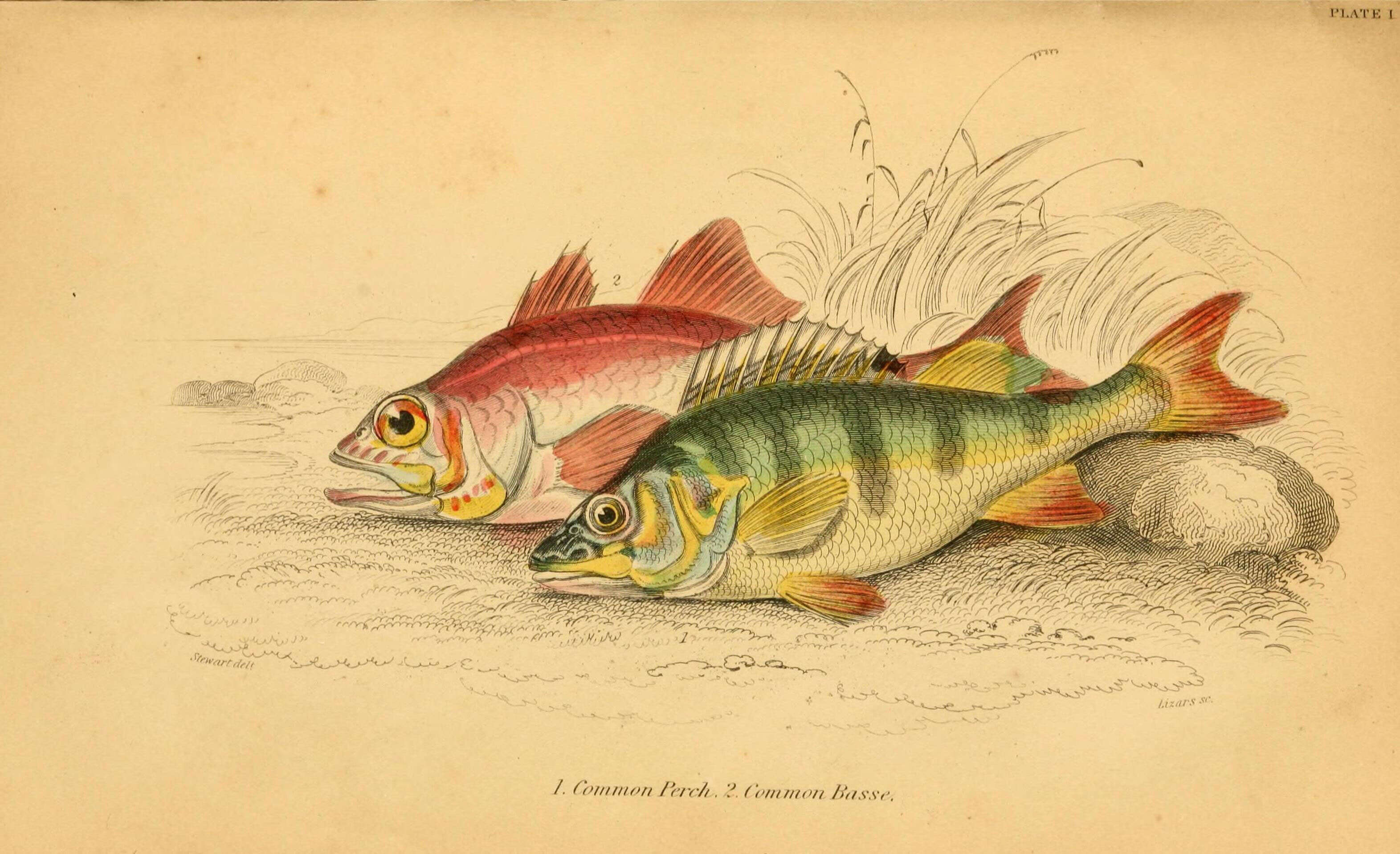 Image of Perch