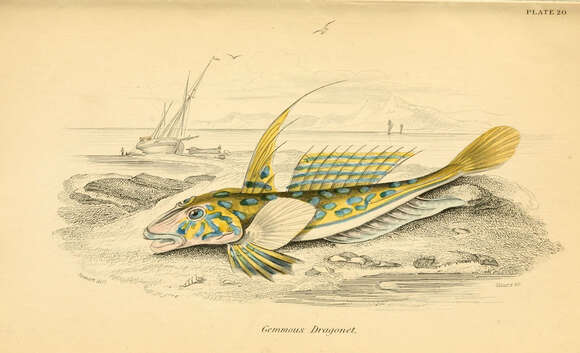 Image of Common Dragonet