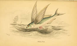 Image of flyingfishes