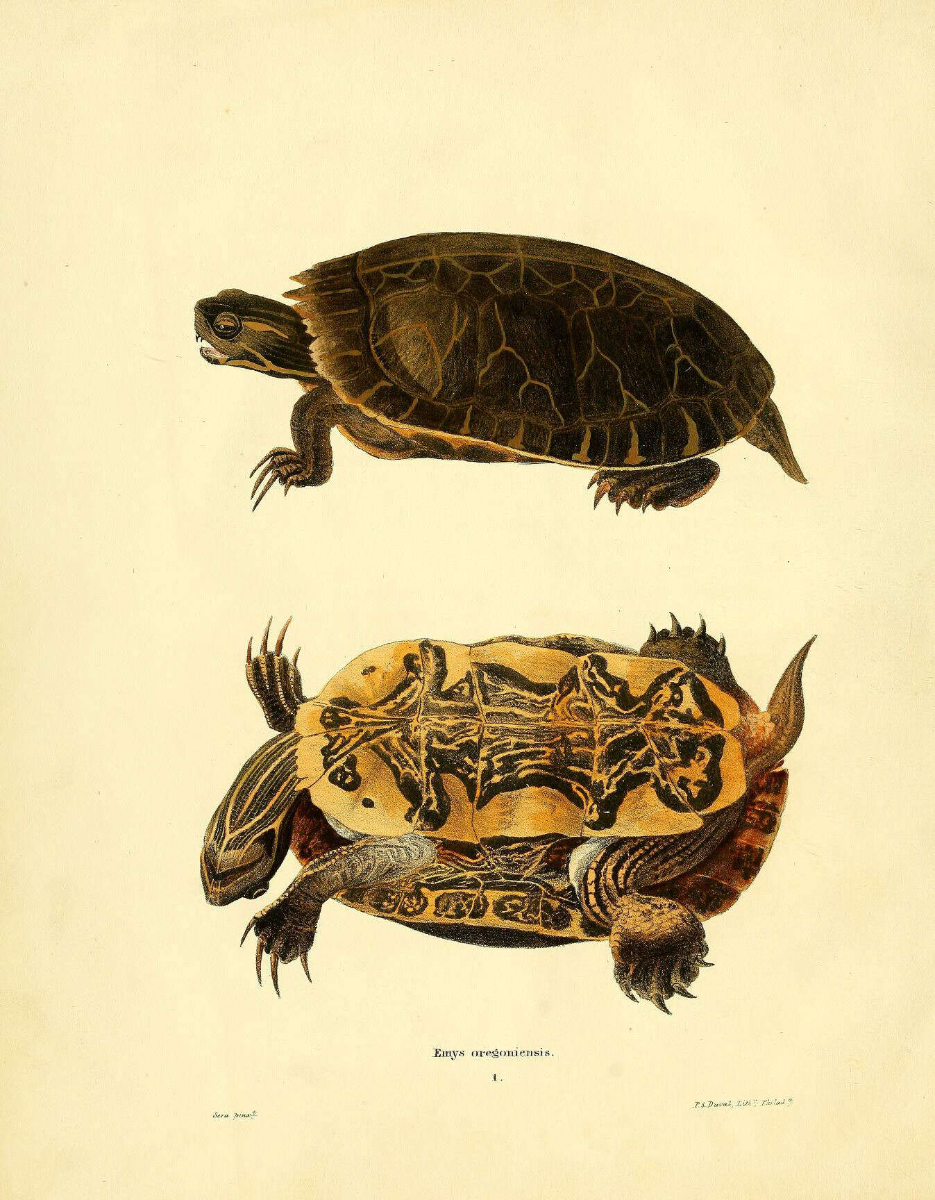 Image of Eastern Painted Turtle