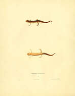 Sivun Notophthalmus Rafinesque 1820 kuva
