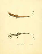 Sivun Eurycea guttolineata (Holbrook 1838) kuva