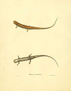 Image of Three-lined Salamander