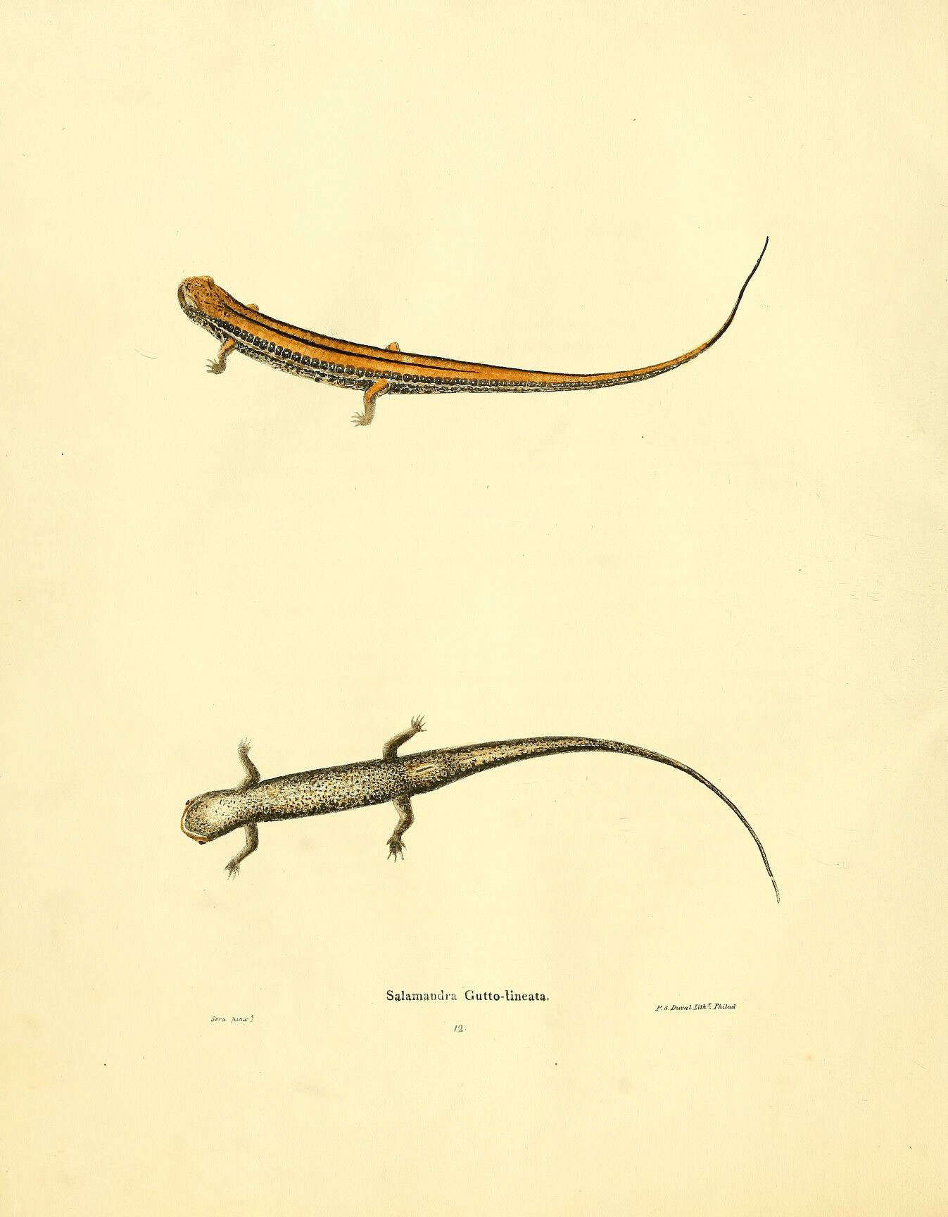Sivun Eurycea guttolineata (Holbrook 1838) kuva