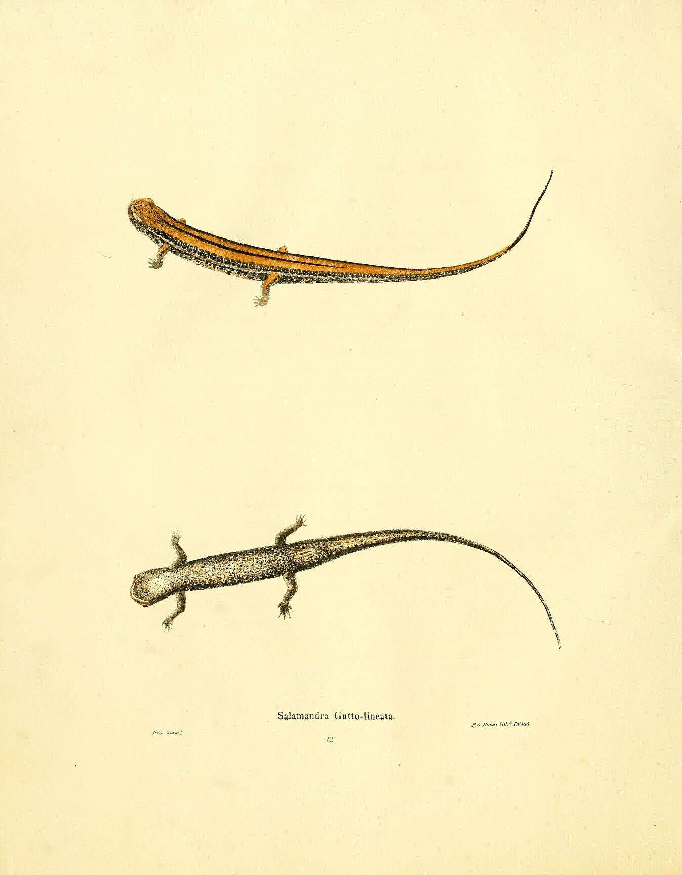 Image of Three-lined Salamander