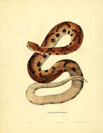 Image of Copperhead