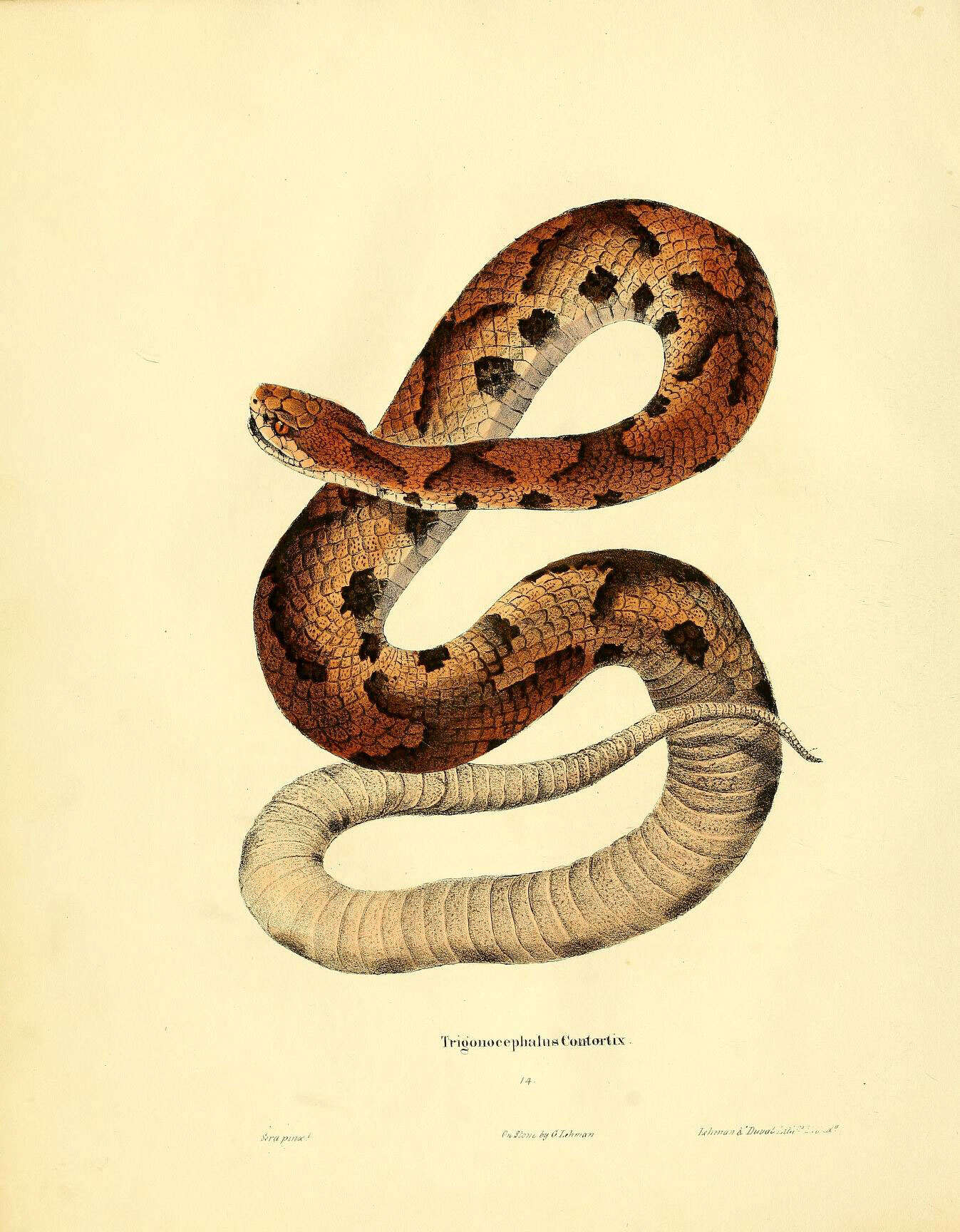 Слика од Agkistrodon contortrix (Linnaeus 1766)