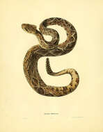 Image of Eastern Diamond-backed Rattlesnake