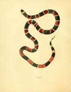 Image of Eastern Coral Snake