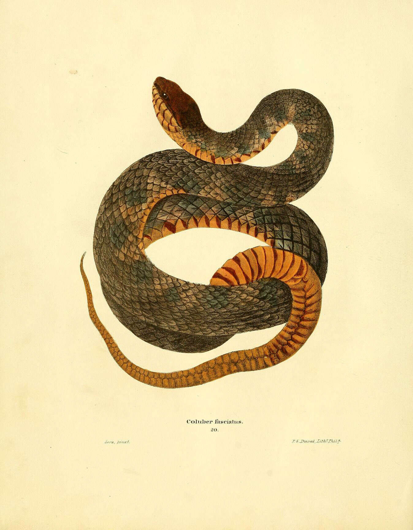 Image of Southern Water Snake