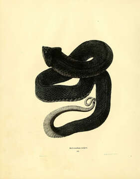 Image of North American Hog-nosed Snakes