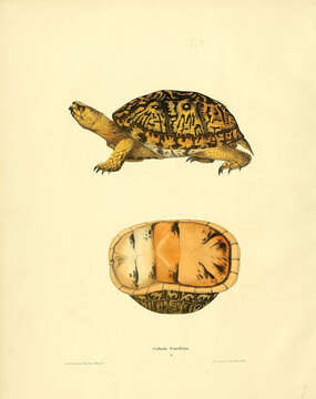 Image of American Box Turtle