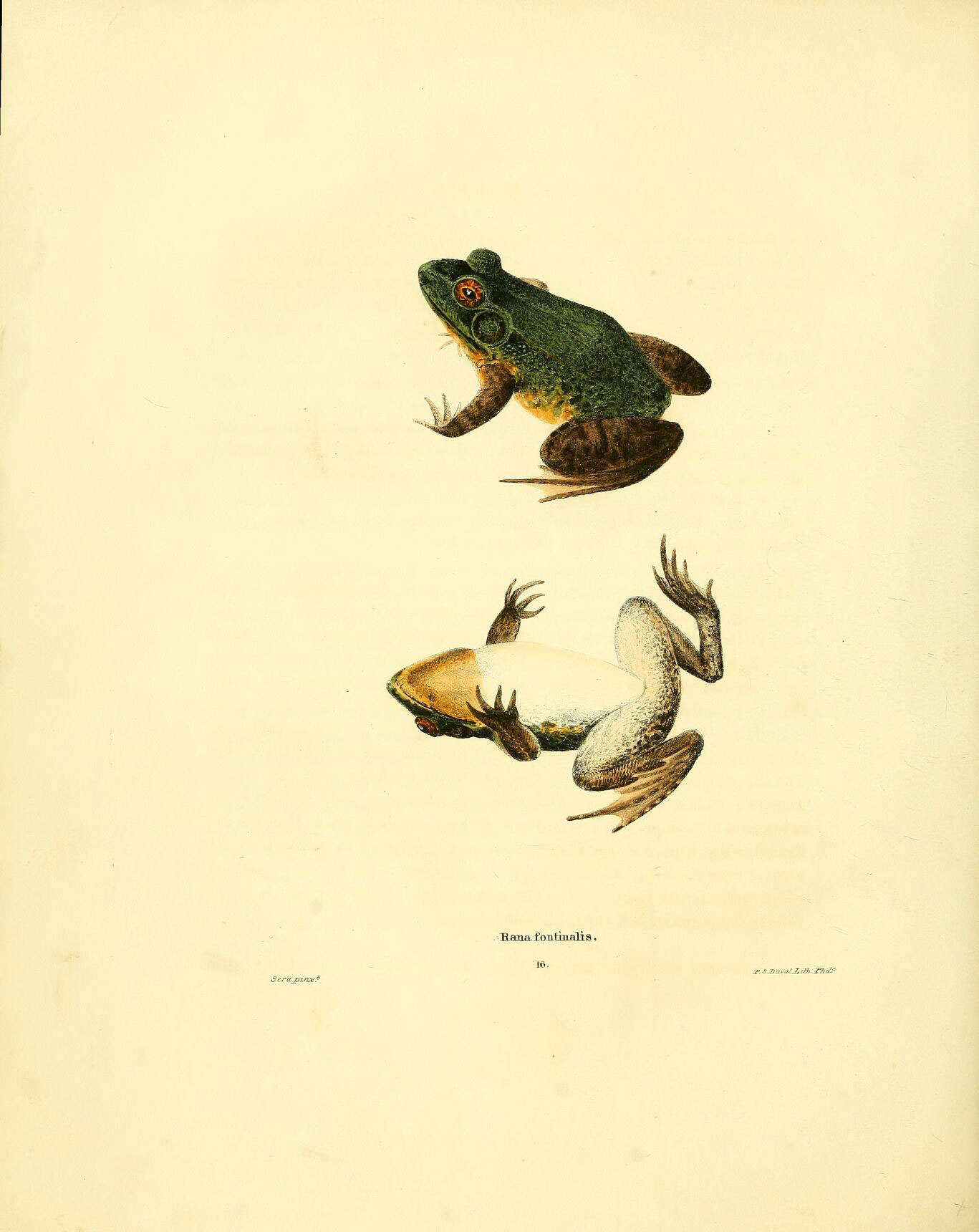 Imagem de Lithobates clamitans (Latreille ex Sonnini de Manoncourt & Latreille 1801)