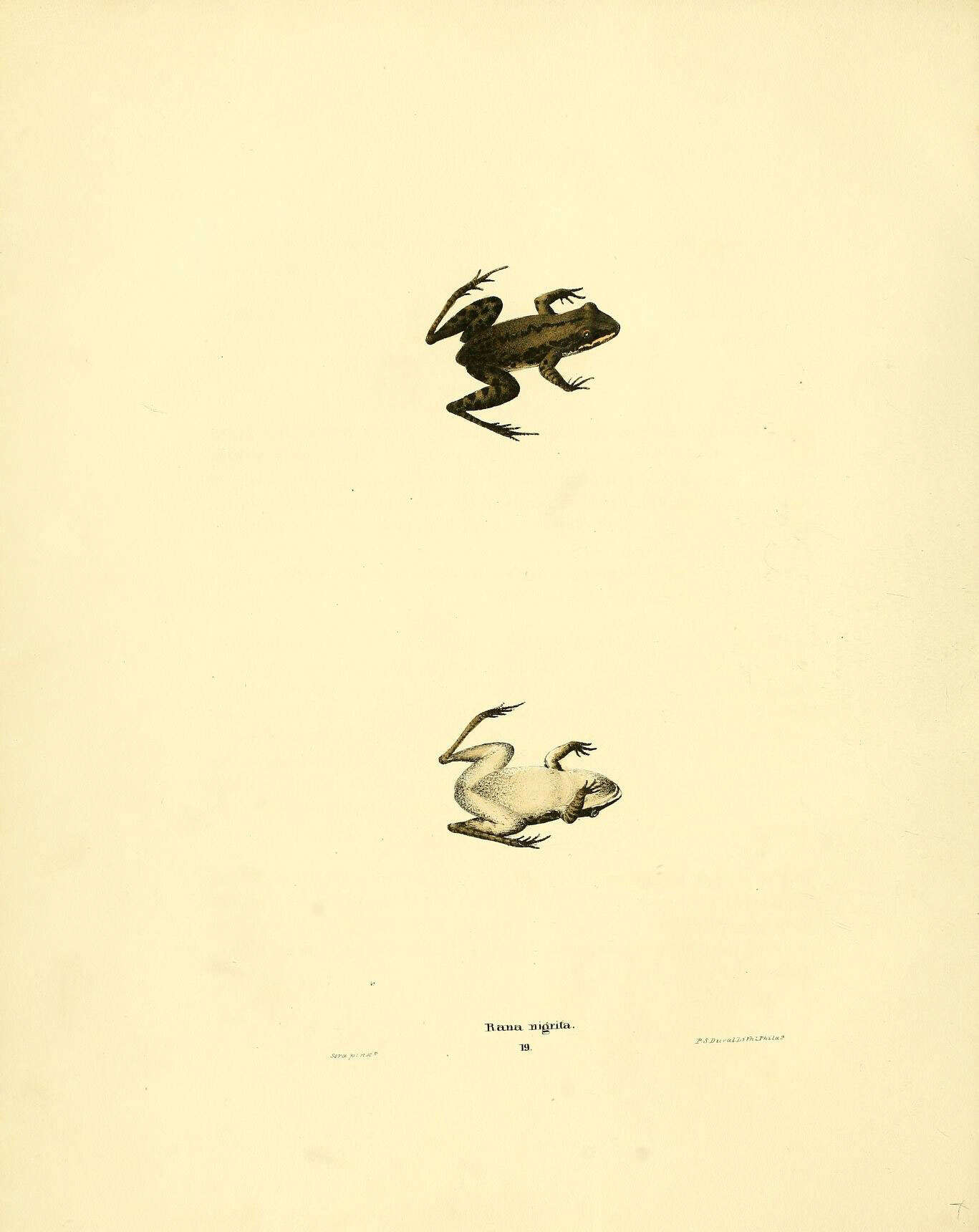 Image of Southern Chorus Frog