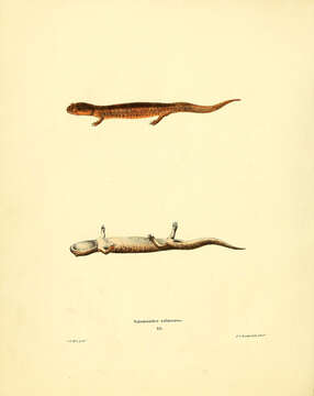 Image of Spring Salamander