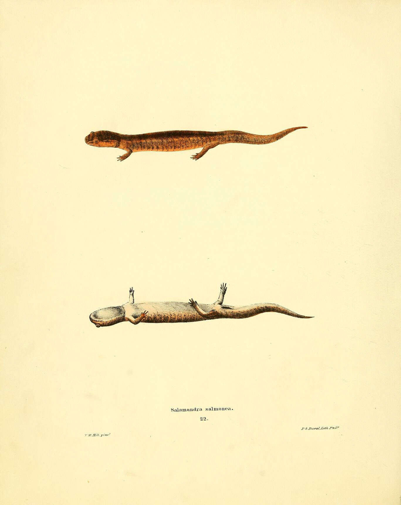 Image de Gyrinophilus porphyriticus (Green 1827)
