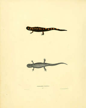 Plancia ëd Ambystoma maculatum (Shaw 1802)