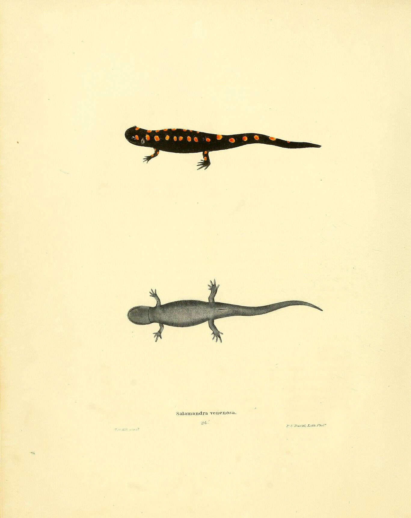 Image of Spotted Salamander