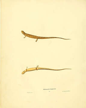 Image de Eurycea longicauda (Green 1818)